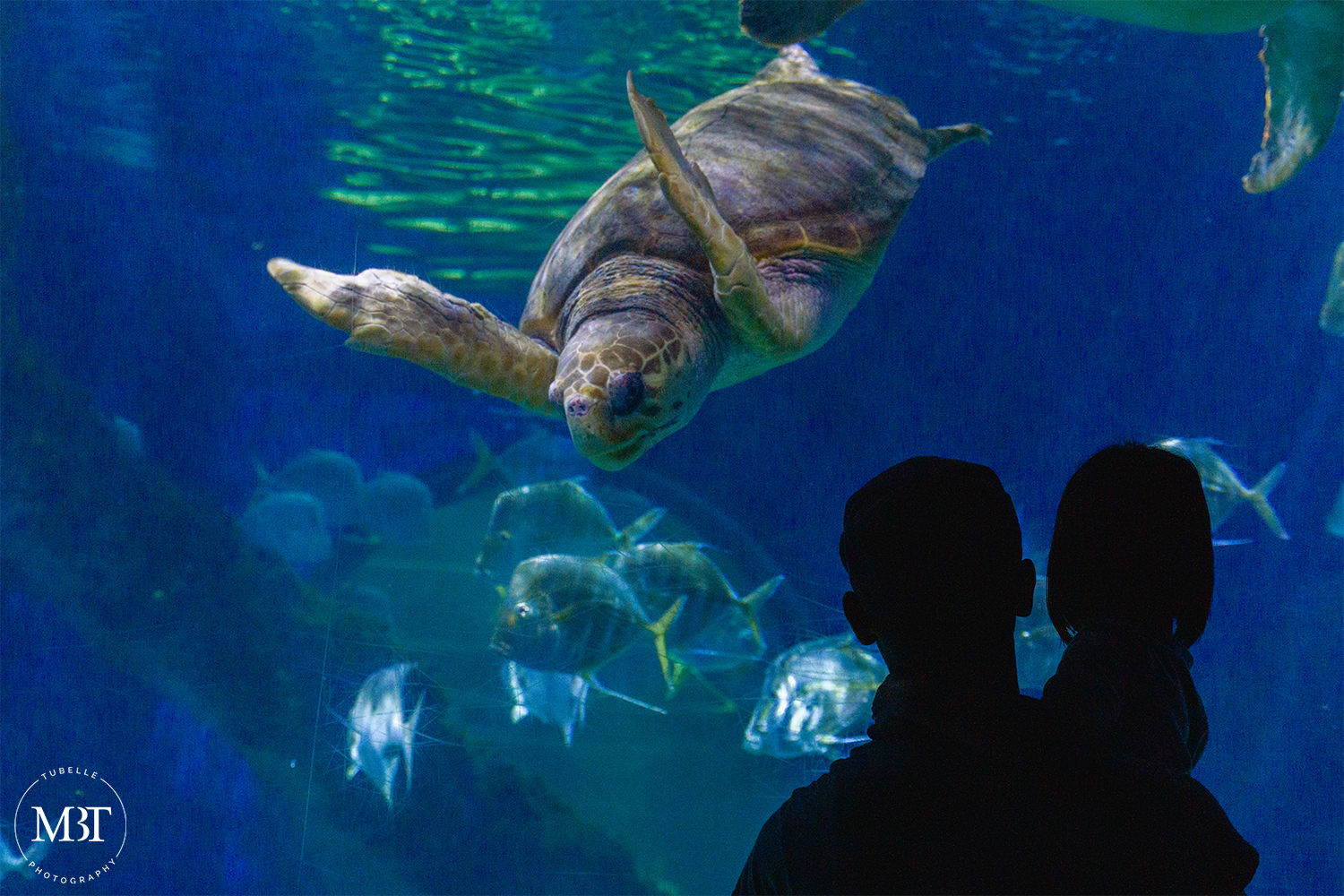 daddy & daughter looking at the turtle in the aquarium, taken in Virginia Aquarium in Norfolk, Virginia by a Washington, DC family photographer