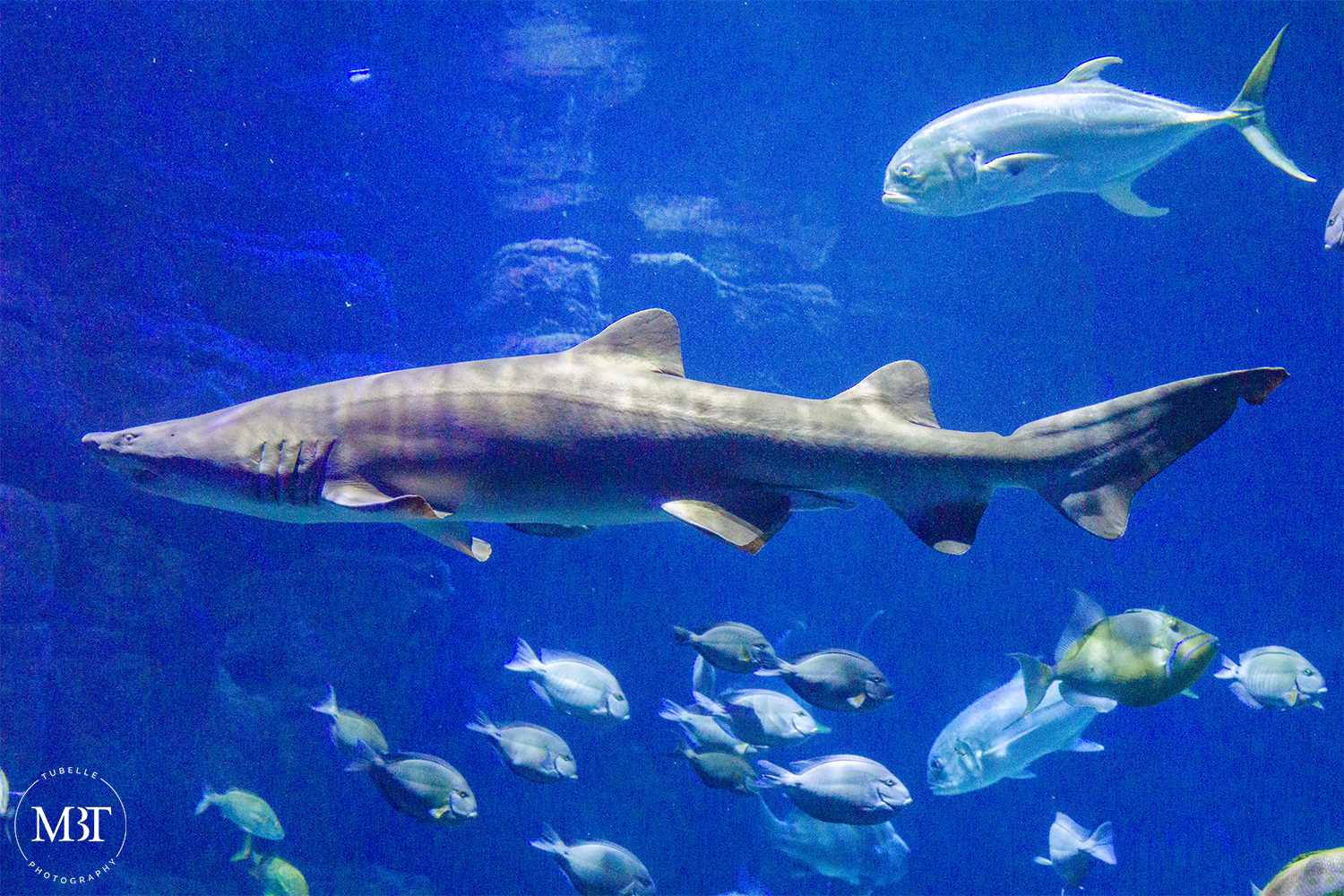 shark and fish in the aquarium, taken in Virginia Aquarium in Norfolk, Virginia by a Maryland family photographer