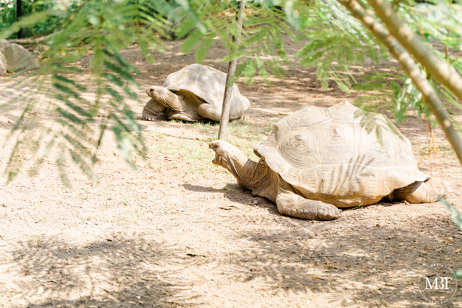 tortoise at Virginia Zoo in Norfolk, Virginia taken by a Washington, DC portrait photographer