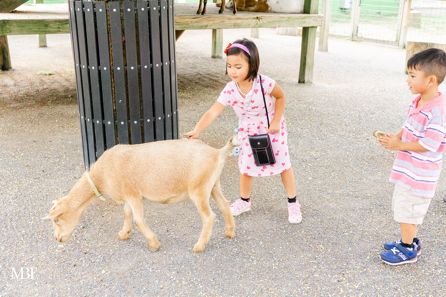 kids brushing the goat at Virginia Zoo in Norfolk, Virginia taken by a Virginia family photographer