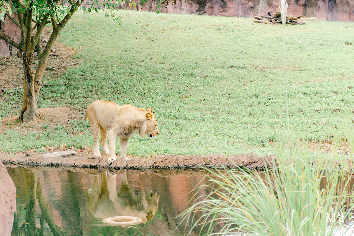 lion at Virginia Zoo in Norfolk, Virginia taken by a Virginia family photographer