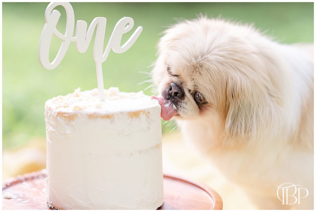dog eating cake to show baby how to do it taken by a cake smash photographer in Warrenton, VA
