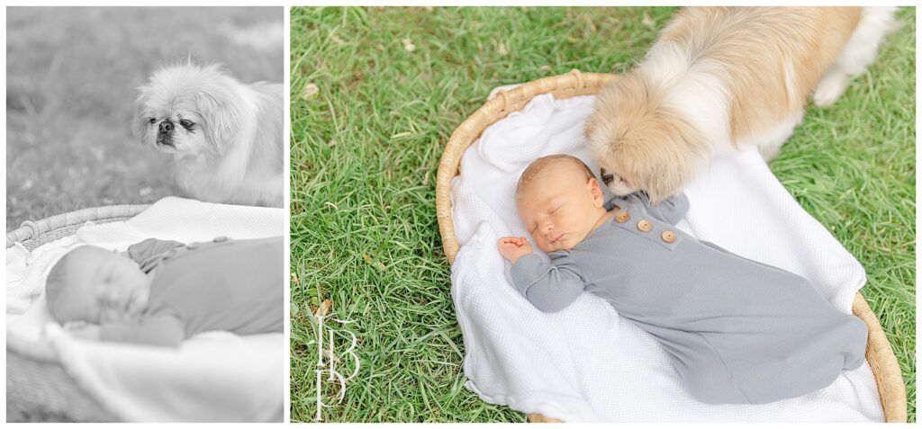 Dog smelling and looking at baby during Ashburn,VA outdoor newborn picture