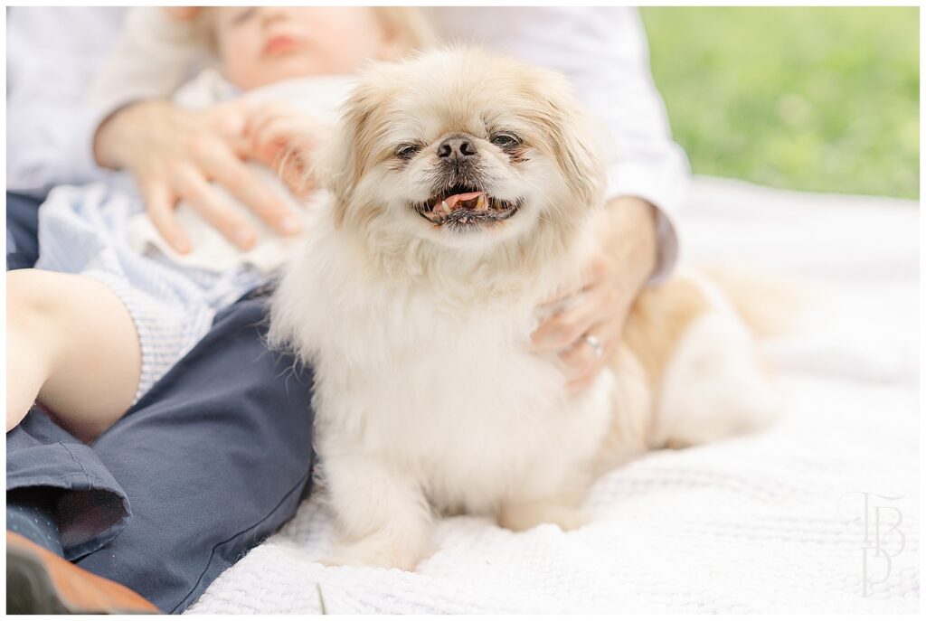 Family dog smiling in Ashburn,Virginia