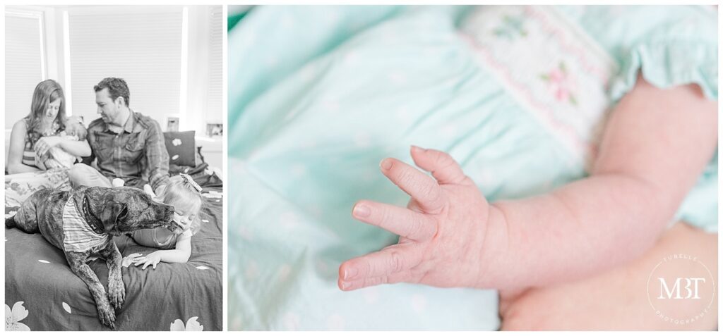 dog licking toddler's face during in home newborn photos